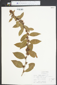 Lyonia lucida image