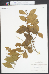 Lyonia lucida image