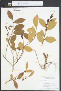 Lyonia lucida image