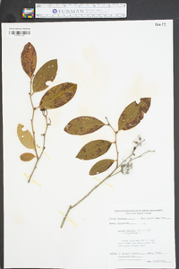 Lyonia mariana image