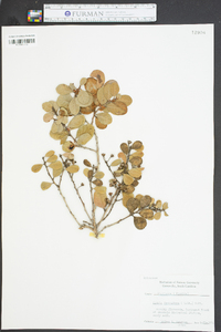 Lyonia ferruginea image