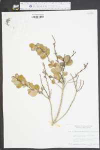 Lyonia ferruginea image