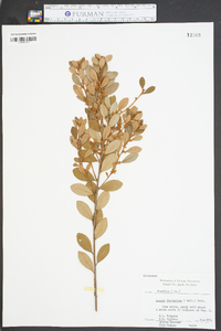 Lyonia ferruginea image