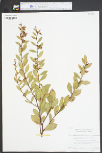 Lyonia lucida image