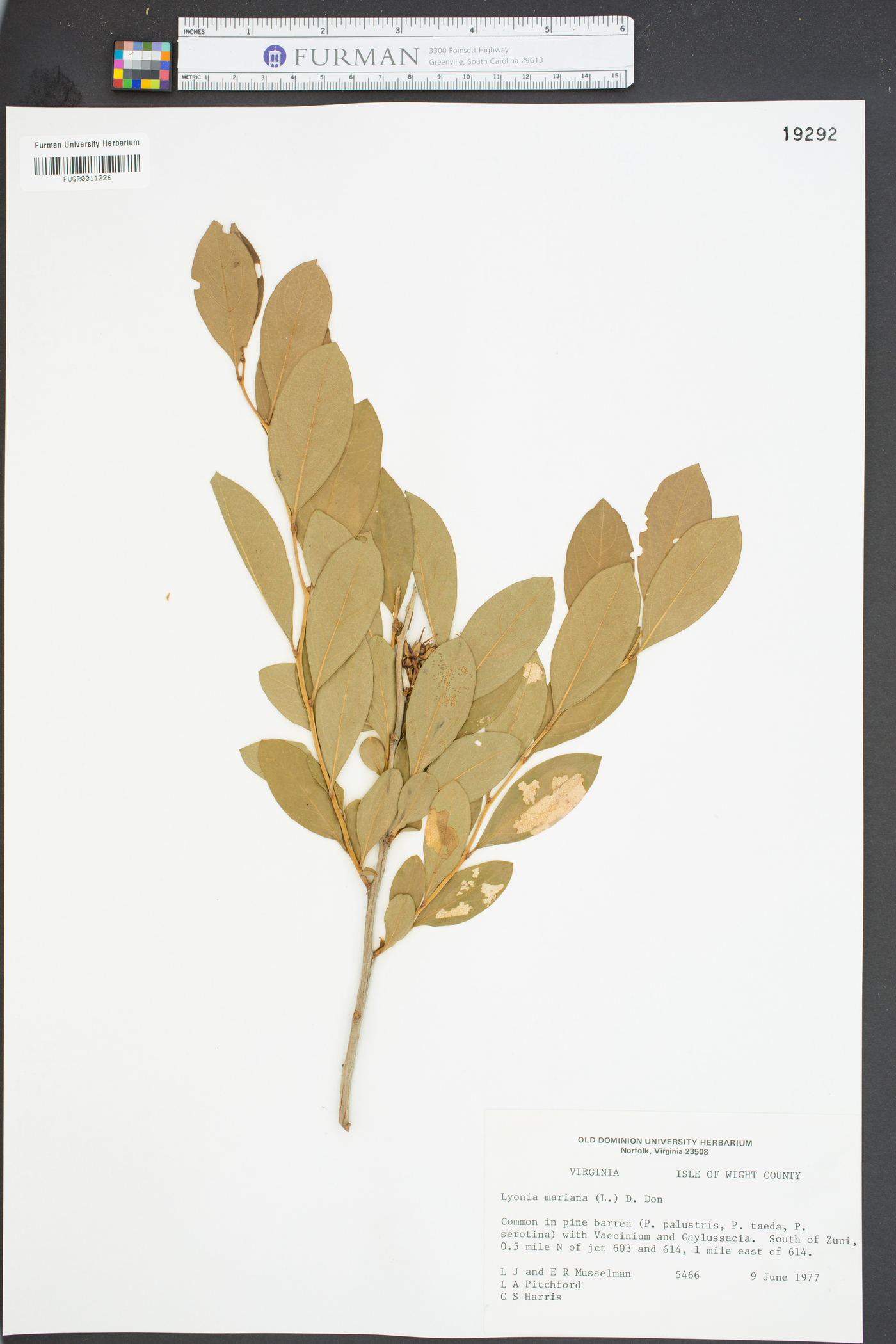 Lyonia mariana image