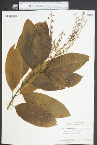 Oxydendrum arboreum image