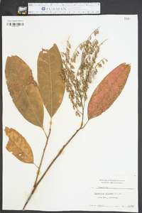 Oxydendrum arboreum image