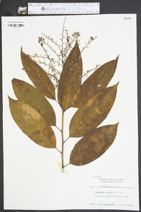 Oxydendrum arboreum image