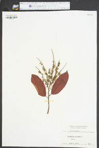 Oxydendrum arboreum image