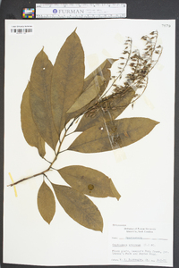 Oxydendrum arboreum image