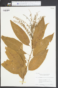 Oxydendrum arboreum image