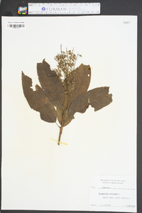 Oxydendrum arboreum image