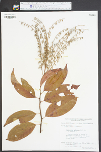 Oxydendrum arboreum image