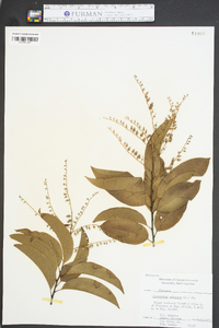 Oxydendrum arboreum image