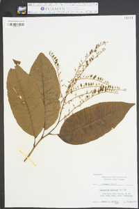 Oxydendrum arboreum image