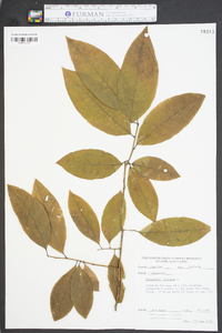 Oxydendrum arboreum image