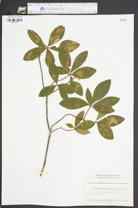 Rhododendron calendulaceum image