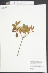 Rhododendron arborescens image