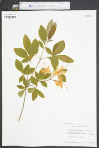 Rhododendron calendulaceum image