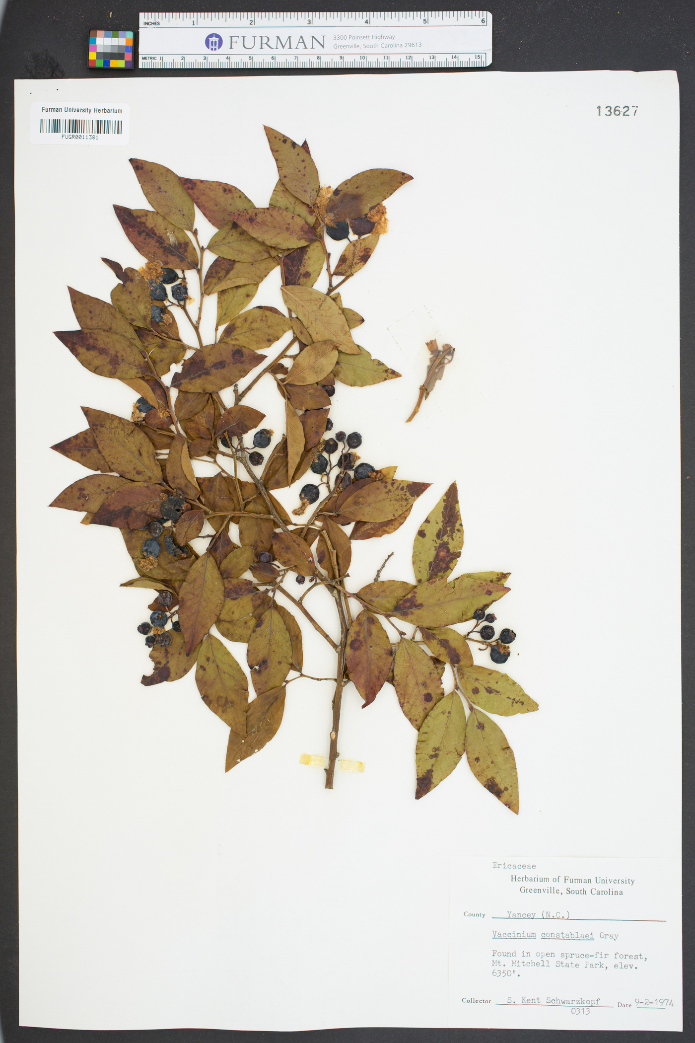 Vaccinium constablaei image