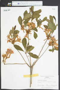 Rhododendron speciosum image