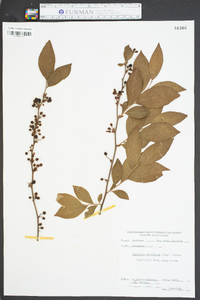 Vaccinium atrococcum image