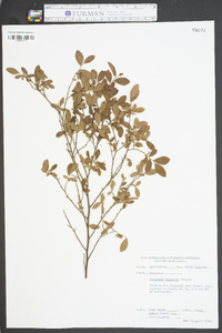 Vaccinium elliottii image