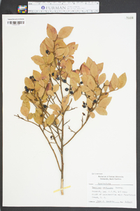 Vaccinium vacillans image