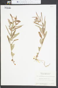 Lysimachia lanceolata image