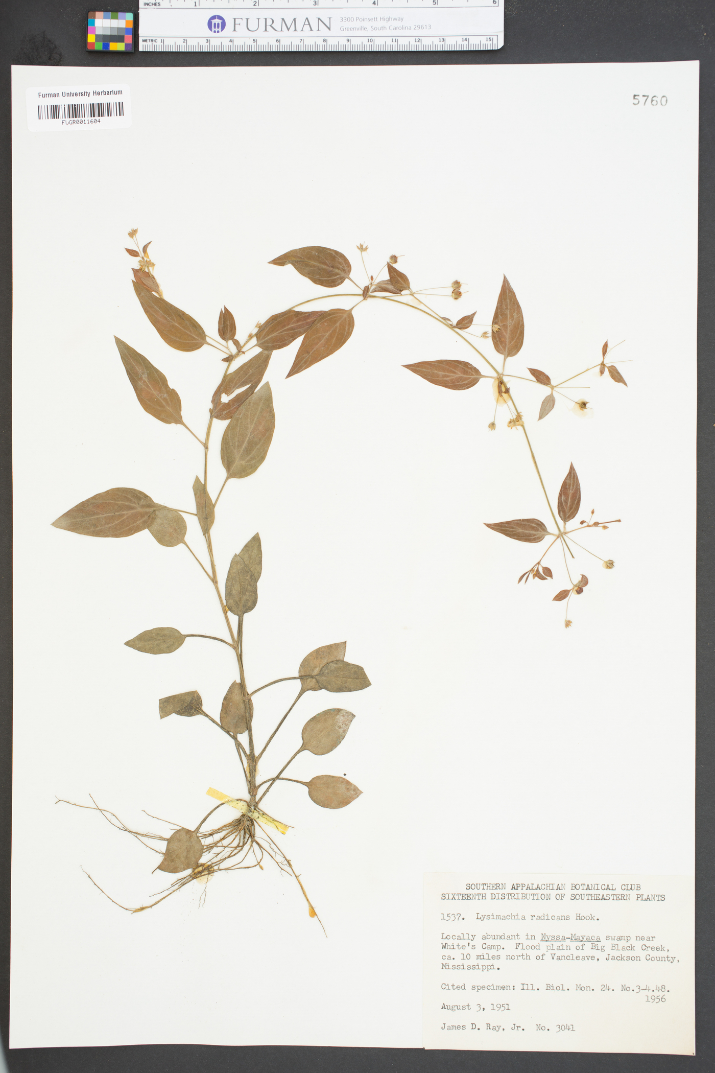 Lysimachia radicans image