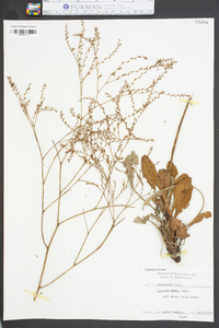 Limonium carolinianum image