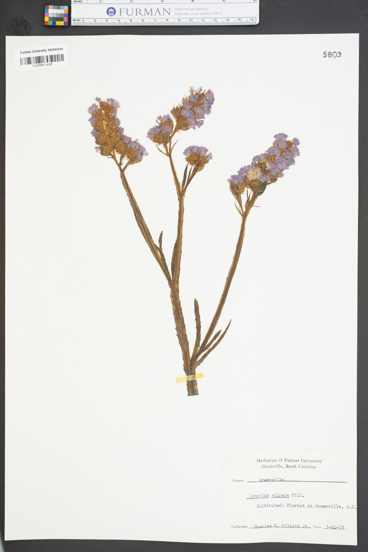 Limonium vulgare image