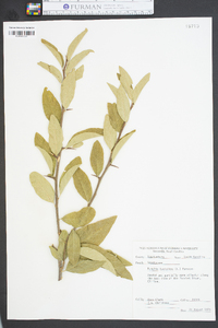 Sideroxylon lycioides image