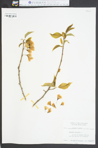 Halesia carolina image