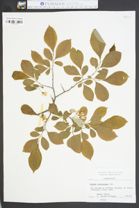 Styrax americanus image