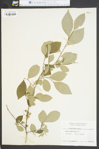 Styrax americanus image