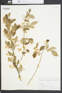 Styrax americanus image