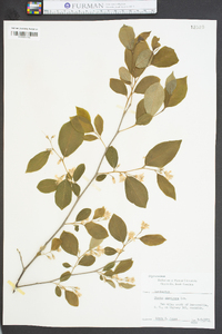 Styrax americanus image