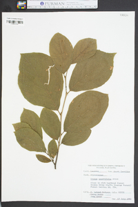 Styrax grandifolius image