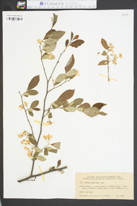 Styrax americanus image