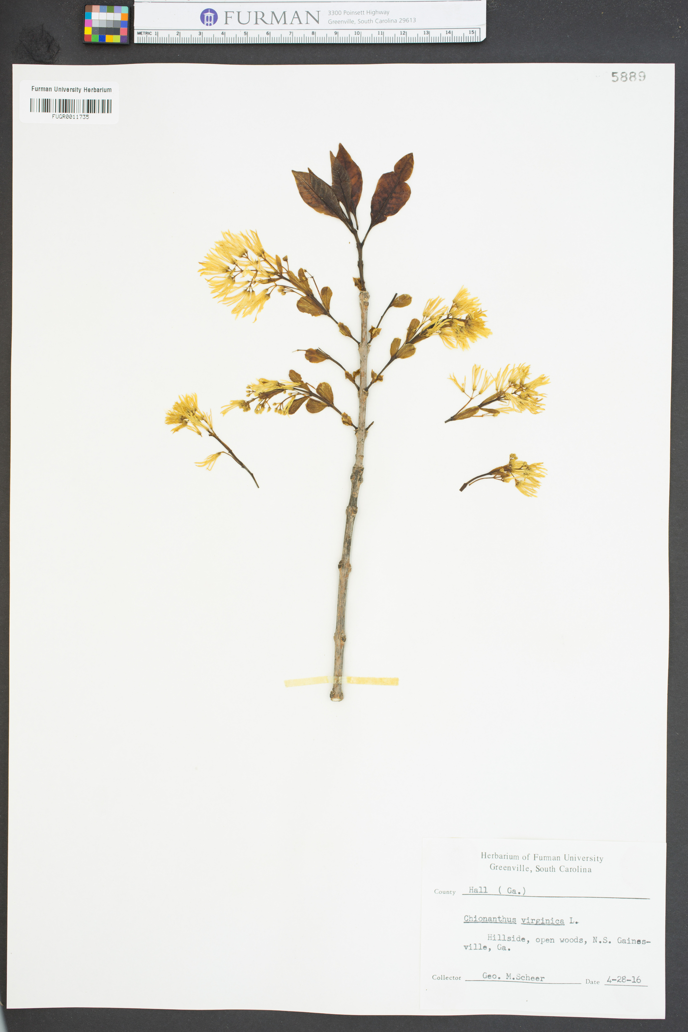 Chionanthus virginica image