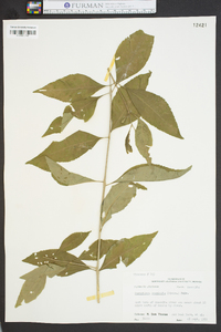 Forestiera acuminata image