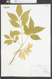 Fraxinus caroliniana image