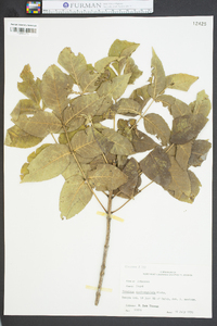 Fraxinus quadrangulata image