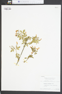 Jasminum floridum image