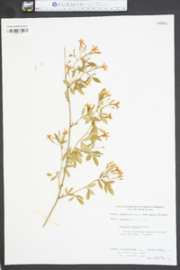 Jasminum floridum image