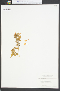 Jasminum grandiflorum image