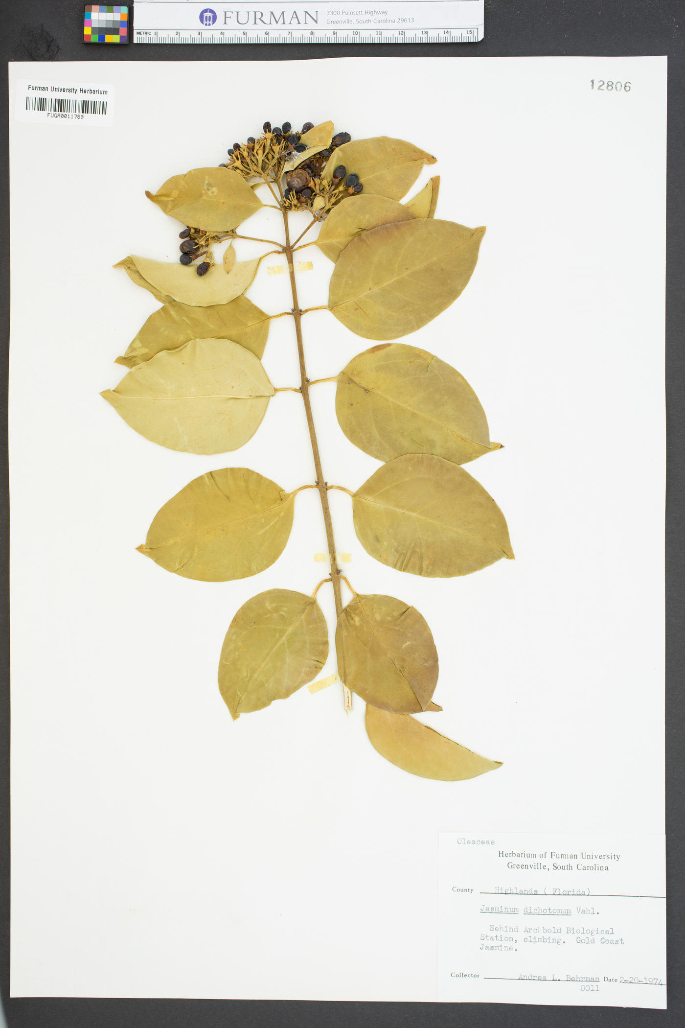 Jasminum dichotomum image