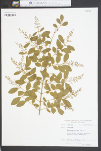 Ligustrum sinense image