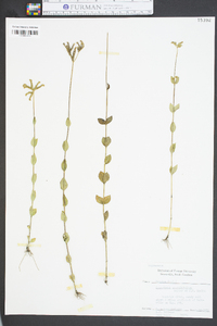 Mitreola sessilifolia image